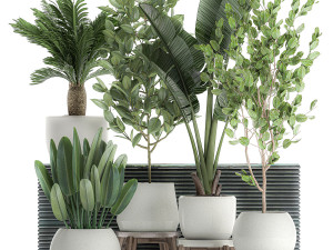 decorative plants for the interior in white flowerpots 626 Modelo 3D