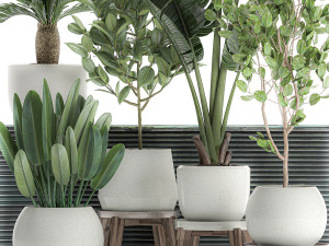 decorative plants for the interior in white flowerpots 626 3Dモデル