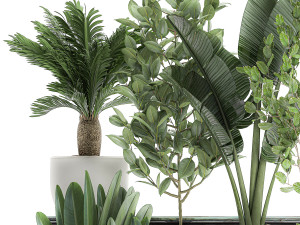 decorative plants for the interior in white flowerpots 626 3Dモデル