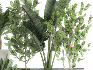 decorative plants for the interior in white flowerpots 626 3Dモデル