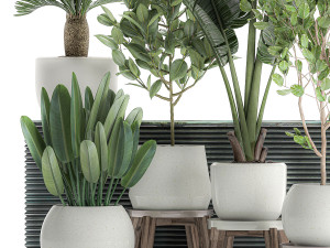 decorative plants for the interior in white flowerpots 626 3Dモデル