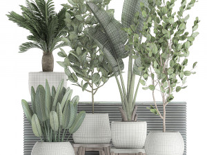 decorative plants for the interior in white flowerpots 626 3Dモデル