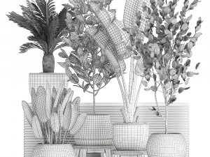 decorative plants for the interior in white flowerpots 626 3Dモデル