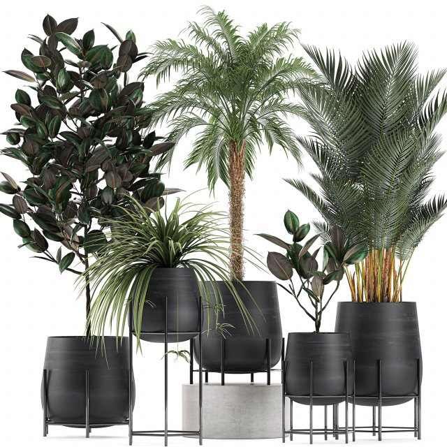 decorative plants for the interior in white flowerpots 627 Modelo 3D .c4d .max .obj .3ds .fbx .stl .blend 
