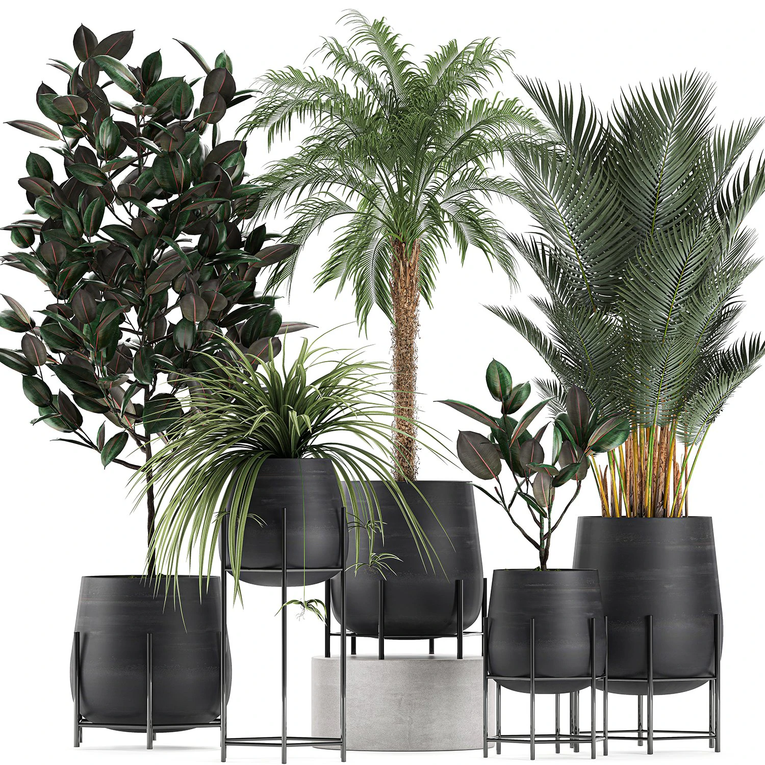decorative plants for the interior in white flowerpots 627 3D Model .c4d .max .obj .3ds .fbx .stl .blend
