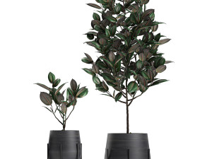 decorative plants for the interior in white flowerpots 627 Modelo 3D
