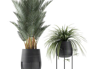 decorative plants for the interior in white flowerpots 627 3D Model