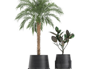 decorative plants for the interior in white flowerpots 627 Modelo 3D