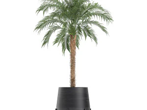 decorative plants for the interior in white flowerpots 627 3D Model