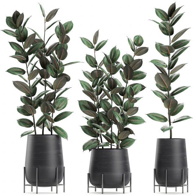 ficus tree in flowerpots 628 Modelo 3D .c4d .max .obj .3ds .fbx .stl .blend 