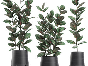 ficus tree in flowerpots 628 3D Model