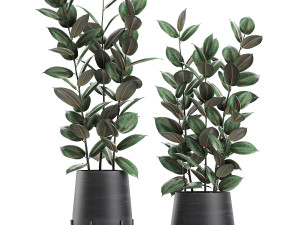 ficus tree in flowerpots 628 Modelo 3D