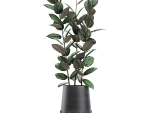 ficus tree in flowerpots 628 Modelo 3D