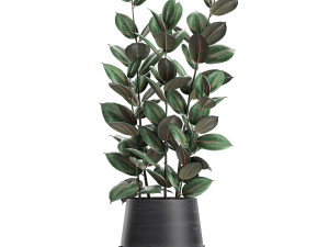 ficus tree in flowerpots 628 Modelo 3D