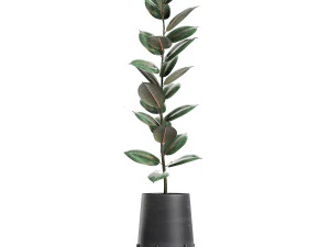 ficus tree in flowerpots 628 3D Model