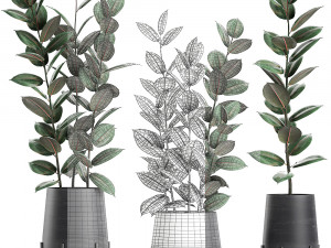 ficus tree in flowerpots 628 Modelo 3D