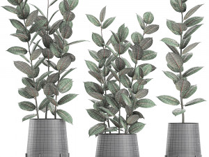 ficus tree in flowerpots 628 Modelo 3D