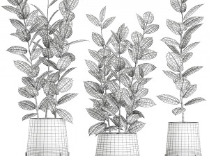 ficus tree in flowerpots 628 Modelo 3D