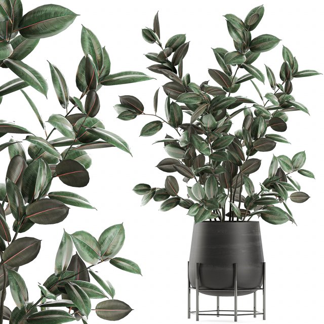 ficus tree in flowerpots 629 Modèle 3D .c4d .max .obj .3ds .fbx .stl .blend 