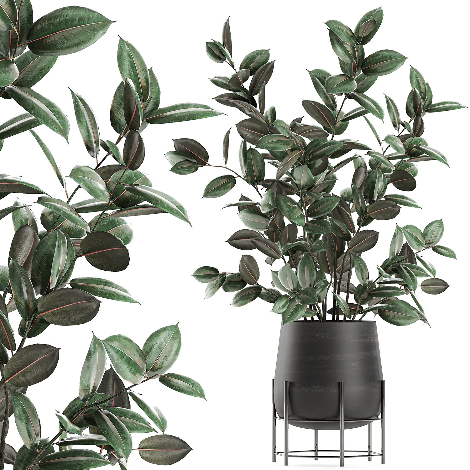 ficus tree in flowerpots 629 3D Model .c4d .max .obj .3ds .fbx .stl .blend