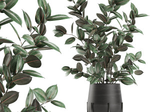 ficus tree in flowerpots 629 3D Model