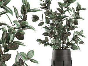 fikus w doniczkach 629 Model 3D