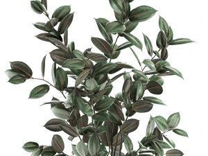 ficus tree in flowerpots 629 3D Model