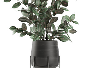ficus tree in flowerpots 629 Modèle 3D
