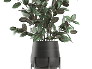 ficus tree in flowerpots 629 3D Model