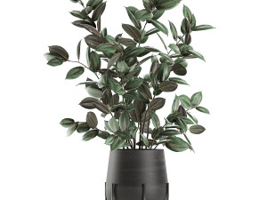 ficus tree in flowerpots 629 Modèle 3D