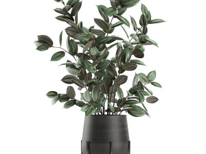 ficus tree in flowerpots 629 3D Model