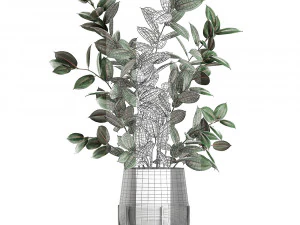 ficus tree in flowerpots 629 3D Model