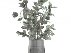 ficus tree in flowerpots 629 3D Model