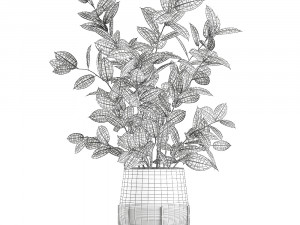 ficus tree in flowerpots 629 Modèle 3D