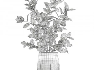 ficus tree in flowerpots 629 3D Model