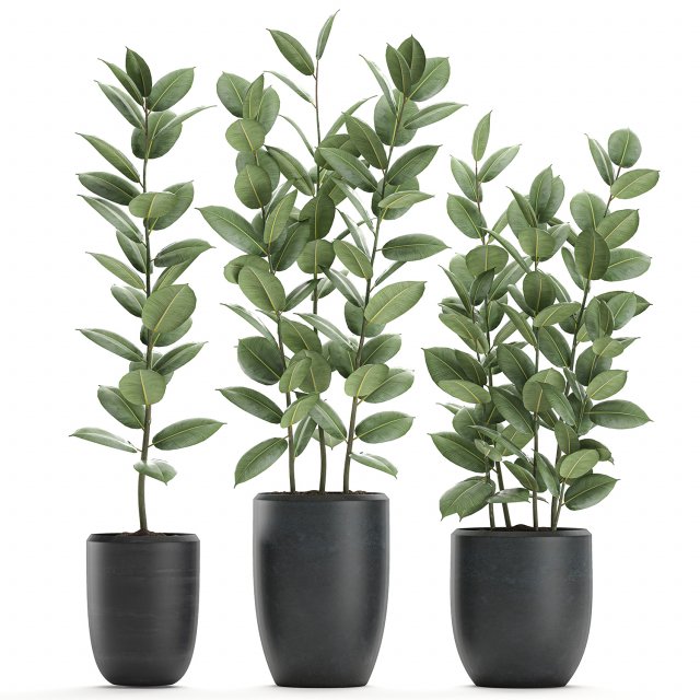 ficus tree in flowerpots 630 3D Model .c4d .max .obj .3ds .fbx .stl .blend 