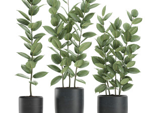 ficus tree in flowerpots 630 3D Model