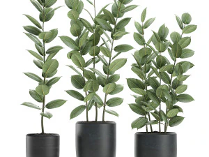 화분속의 무화과나무 630 3D 모델