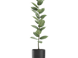 ficus tree in flowerpots 630 3D Model