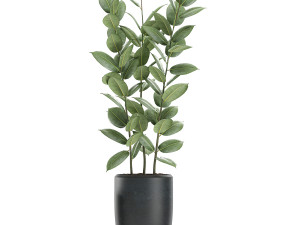 ficus tree in flowerpots 630 3D Model