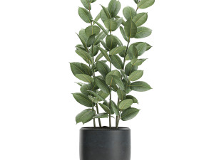 ficus tree in flowerpots 630 3D Model