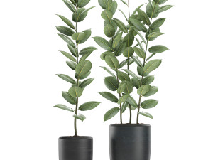 ficus tree in flowerpots 630 3D Model
