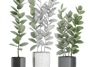 ficus tree in flowerpots 630 3D Model