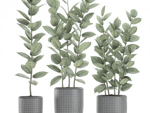 ficus tree in flowerpots 630 3D Model