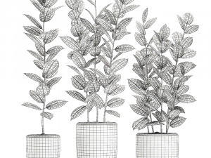 ficus tree in flowerpots 630 3D Model