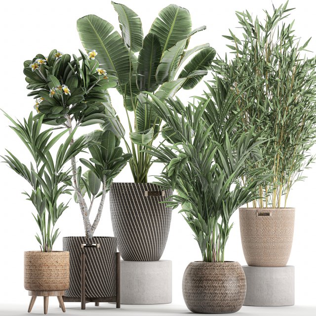 plants in baskets for the interior 631 3D Model .c4d .max .obj .3ds .fbx .stl .blend 