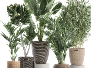 растения в корзинах для интерьера 631 3D Модель