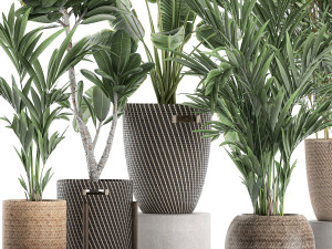 plants in baskets for the interior 631 3D Model