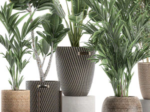 plants in baskets for the interior 631 3D Model