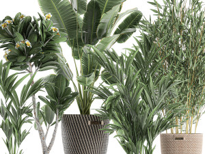 plants in baskets for the interior 631 3D Model